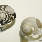 "Mustique" Shell Ring